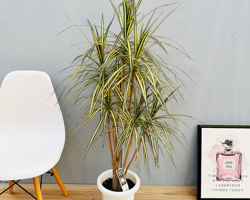 現品］【希少】19番 ドラセナ コンシンネ マジナータゴールド 8号 観葉