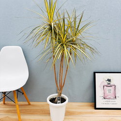 現品］【希少】15番 ドラセナ コンシンネ マジナータゴールド 8号 観葉  