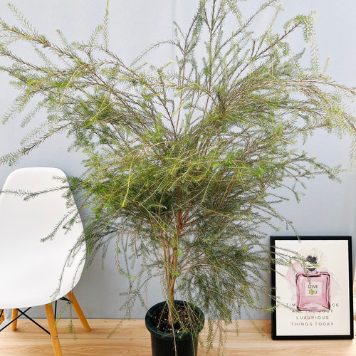 現品］1番 メラレウカ アルミラリス 7号 観葉植物 屋外 庭木