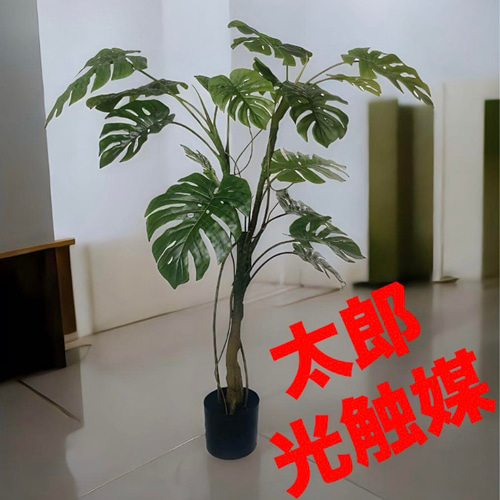 お歳暮 のし 光触媒 人工観葉植物 ウォールグリーン フェイクグリーン フラワー・ガーデニング