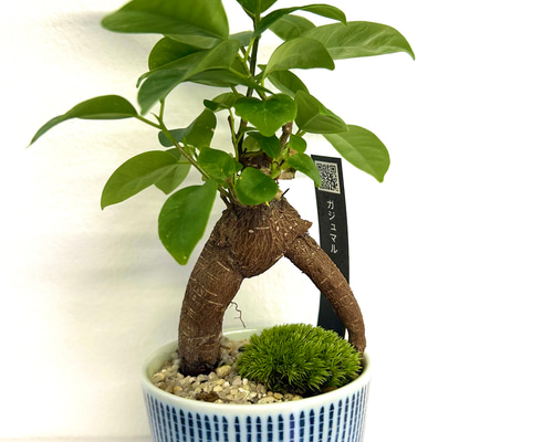 ガジュマル ミニ 苔盆栽 コケリウム テラリウム 観葉植物 苔盆栽 B