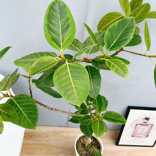 フィカス　アルテシマ　曲がり　8 フィカス：アルテシマ（曲がり）8号鉢植え の通販 | 園芸ネット