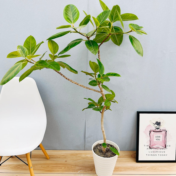 フィカス　アルテシマ　曲がり　8 フィカス：アルテシマ（曲がり）8号鉢植え の通販 | 園芸ネット