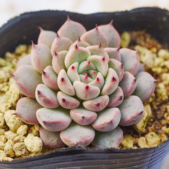 クラシック 多肉植物 アリスブルー エケベリア 通販 Roots 多肉植物 花・観葉植物
