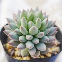 楽天市場】多肉植物 skエケベリア ファイヤーピラー 多肉植物