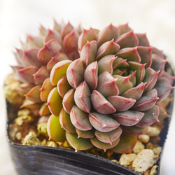 グレーとピンクの多肉植物*6 グレーとピンクの多肉植物*6