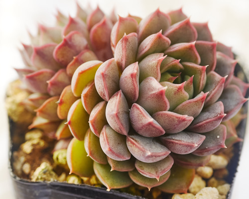 ピンクステラ 多肉植物 エケベリア 多肉植物 Roots 通販 18668465