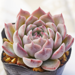 129. 多肉植物 キャラリアン 830円【抜き苗】 129. 多肉植物 キャラリアン 830円【抜き苗】 - メルカリ
