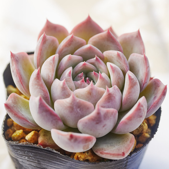 136. 多肉植物 キャラリアン 830円【抜き苗】 キャラリアン 多肉植物 エケベリア 多肉植物 Roots 通販
