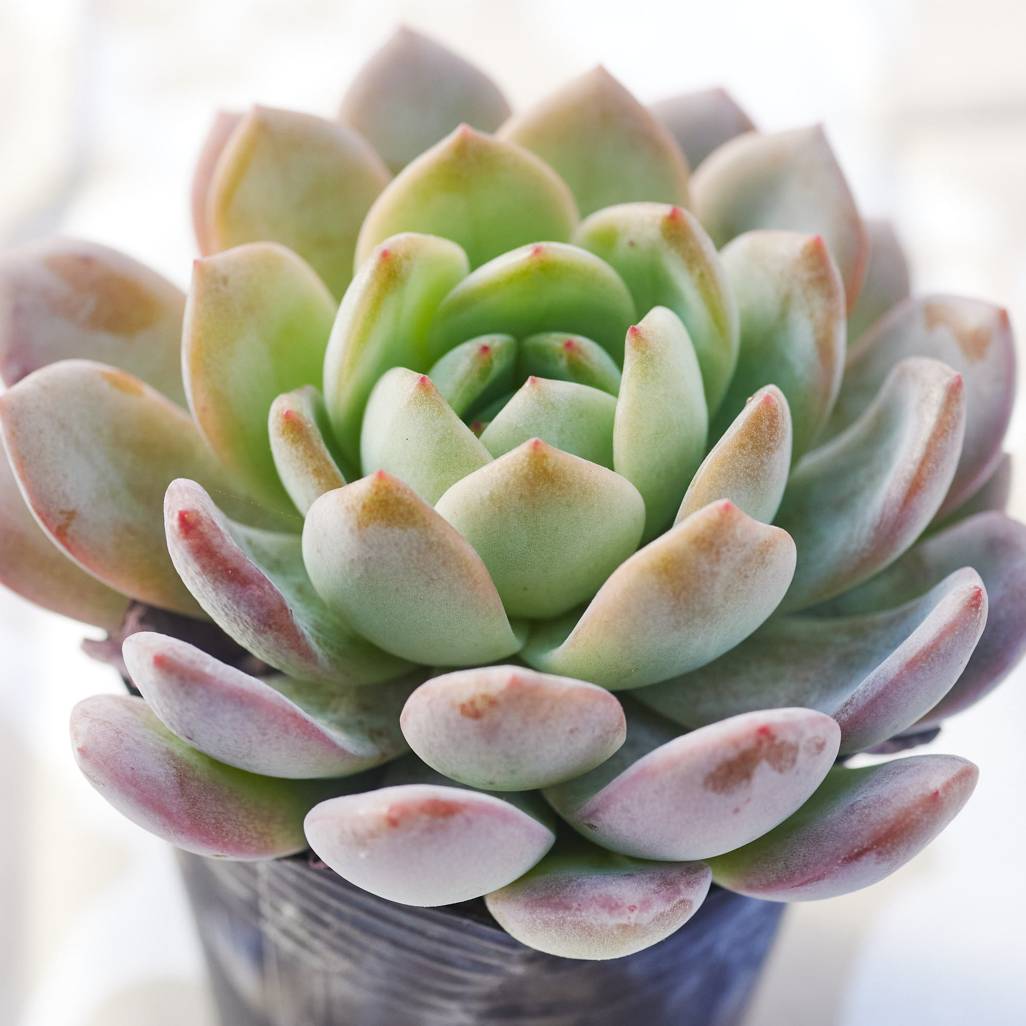 多肉植物　エケベリア　Majesta マジェスタ綴化 多肉植物 エケベリア Majesta マジェスタ綴化