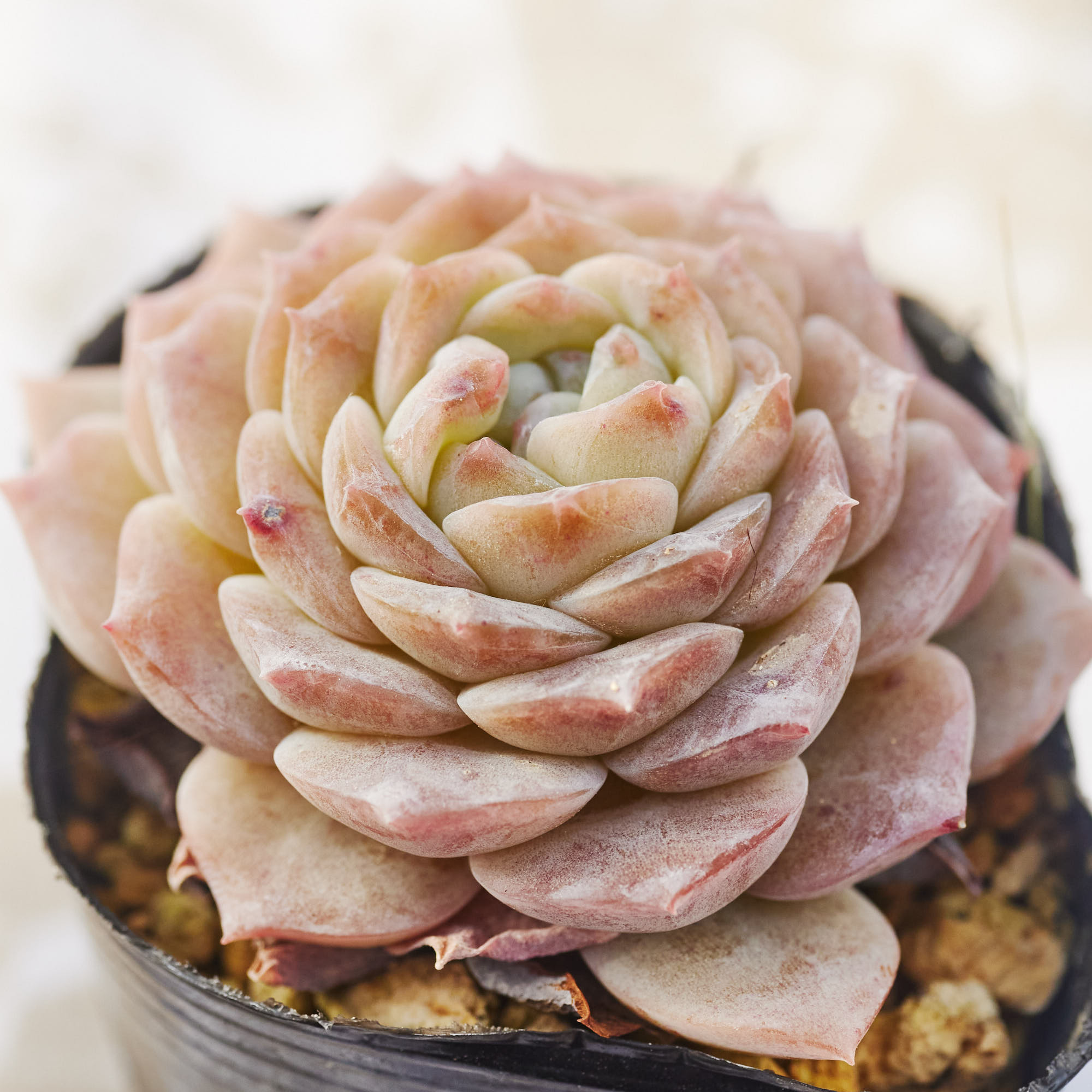64. ピュアラブ 800円【抜き苗】 多肉植物