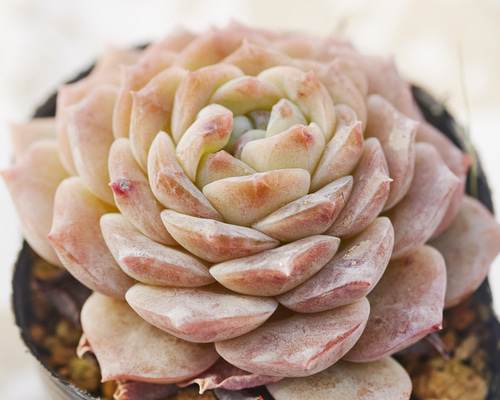 64. 多肉植物 ピュアラブ 800円【抜き苗】 64. 多肉植物 ピュアラブ 800円【抜き苗】 64. 多肉植物 ピュアラブ