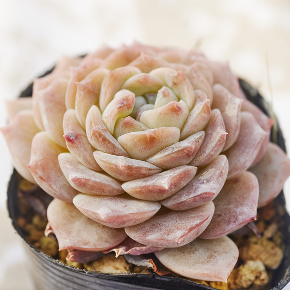 ピュアラブ 多肉植物 エケベリア 多肉植物 Roots 通販 18668476