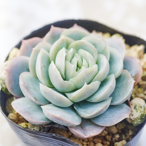 ポトシナ 多肉植物 エケベリア 多肉植物 Roots 通販 18668489｜Creema