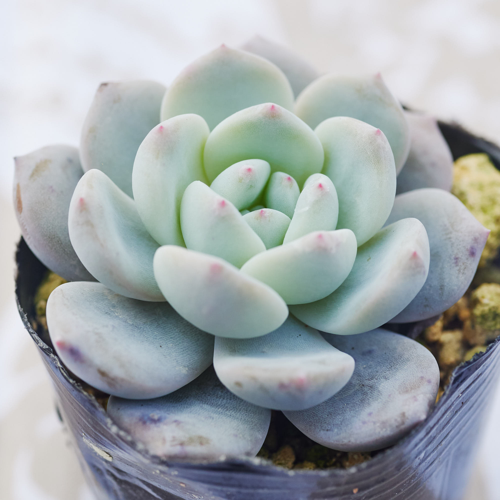 多肉植物　スノーアンジュ 多肉植物 Echeveria スノーアンジュ 特大 | るる農園~多肉植物専門