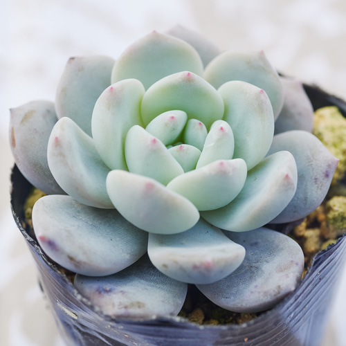 多肉植物　スノーアンジュ 多肉植物 スノーアンジュ(オレンジ色) 新入荷 るる農園 | るる