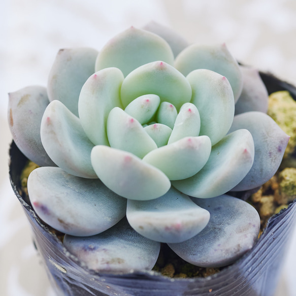 多肉植物　スノーアンジュ 多肉植物 スノーアンジュ 新入荷 るる農園 : るる農園 - 通販