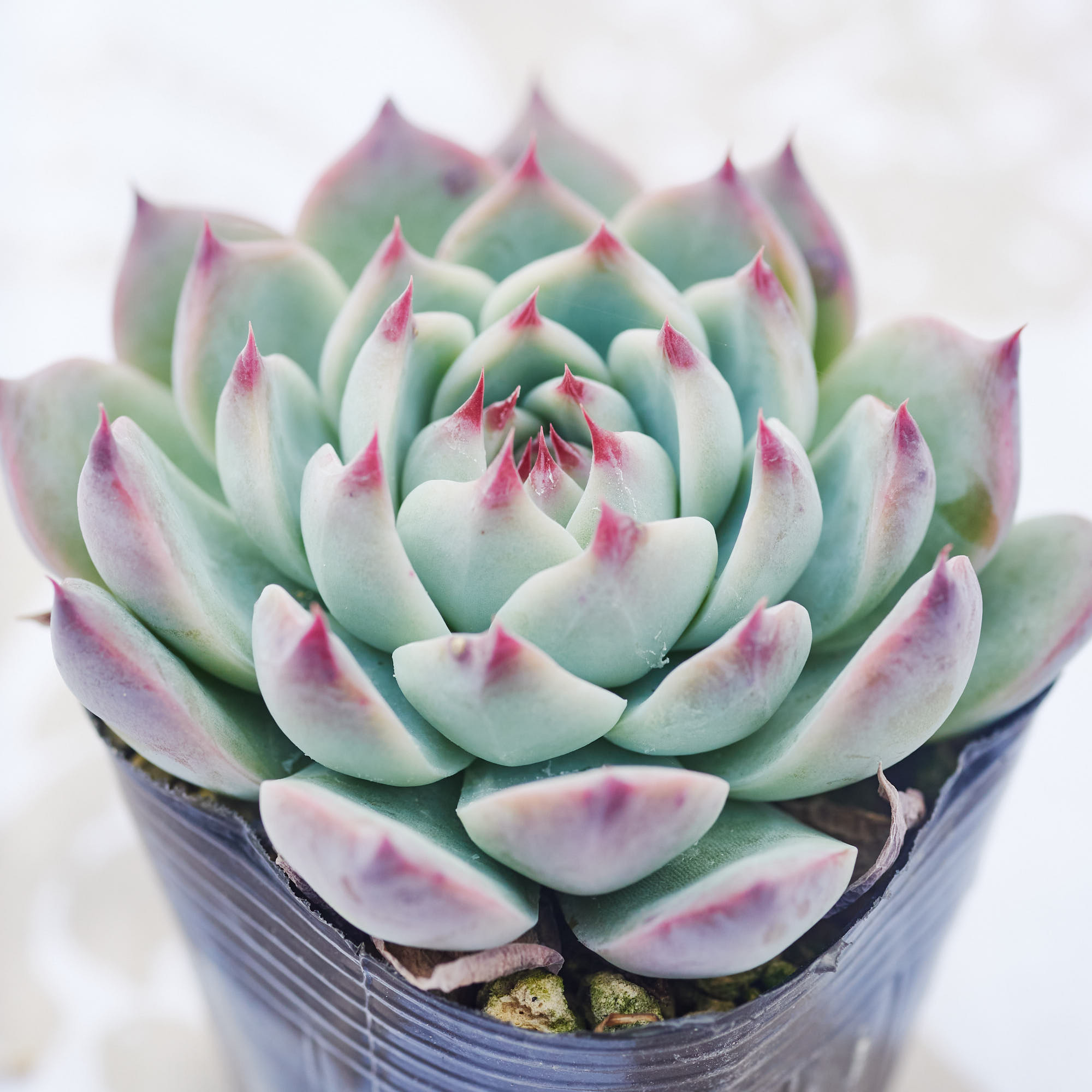 エケベリア　桃太郎　多肉植物 桃太郎 多肉植物 エケベリア 多肉植物 Roots 通販 18668505｜Creema