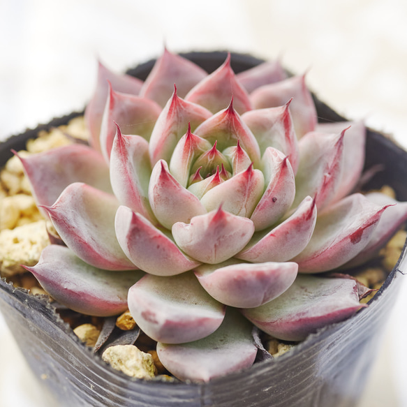 ブラックスワン 多肉植物 エケベリア 多肉植物 Roots 通販