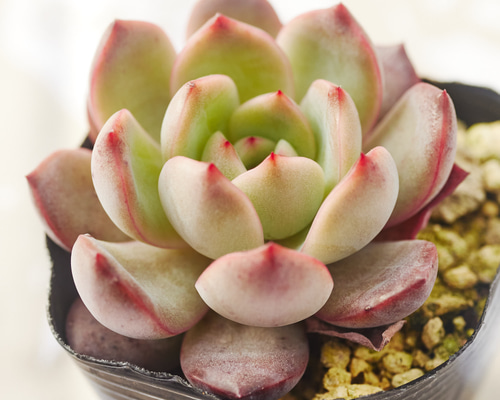 多肉植物 エケベリア グラムピンク 多肉植物 エケベリア 多肉植物 Roots 通販 18668523