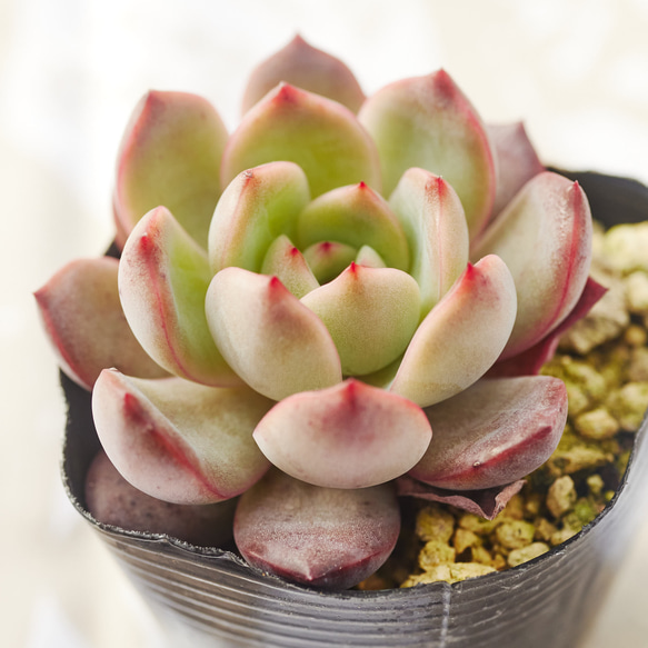 多肉植物　エケベリア　ドロップマディバ　極上ピンク　大きめ 多肉植物 エケベリア ドロップマディバ 極上ピンク 大きめ 286