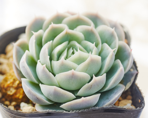 シムランス×ジョセリン 実生苗 多肉植物 エケベリア 大人気 多肉植物 エケベリア シムランス アッセンシオン 超美苗 レア種