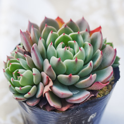 No.562 ❁ピーチデーモン❁ 現品 苗 多肉植物 寄せ植え No.562