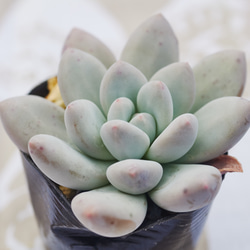 ウォルナットケーキ群生 多肉植物 エケベリア 多肉植物 Roots 通販