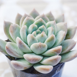 Top【選抜株】多肉植物　264657ピーコック　フェザーズ　7個　鉢無し/脱土 入荷情報】2026.5.15‐多肉植物‐｜【佐藤園芸】長野市でご自宅の