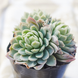 ピンクネーション群生 多肉植物 エケベリア 多肉植物 Roots 通販