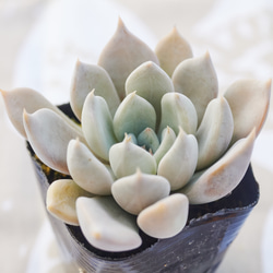 ウォルナットケーキ群生 多肉植物 エケベリア 多肉植物 Roots 通販