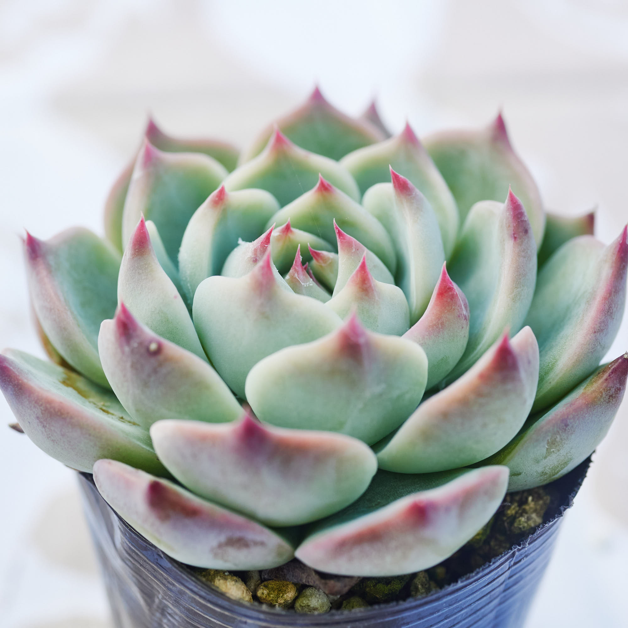 訳あり寄せ植えセット　１番　カット苗10個　チワワエンシス錦微斑あり　多肉植物 チワワエンシス錦 大苗 多肉植物 エケベリア 速達付】387