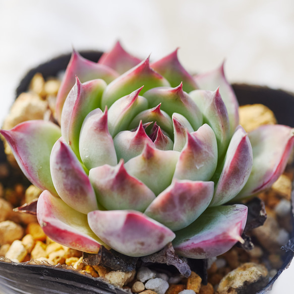 多肉植物   シルエット　双頭 多肉植物 シルエット 12cm特大苗 新入荷 るる農園 : るる農園
