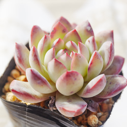 多色エケベリア寄せ植え 多肉植物】 『寄せ植え』 【Bタイプ】 | すべての商品 | | Junk