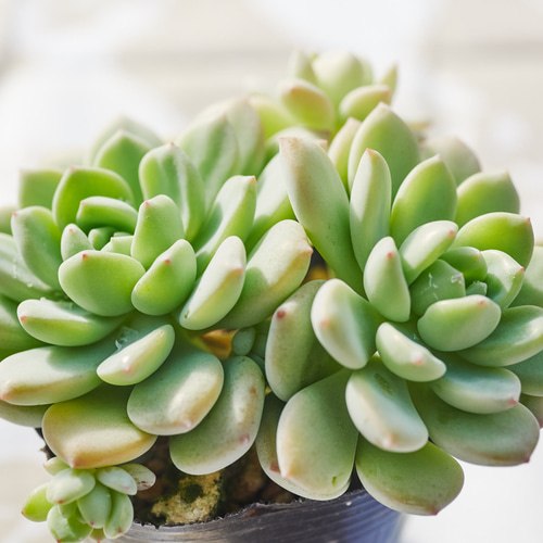 ウォルナットケーキ群生 多肉植物 エケベリア 多肉植物 Roots