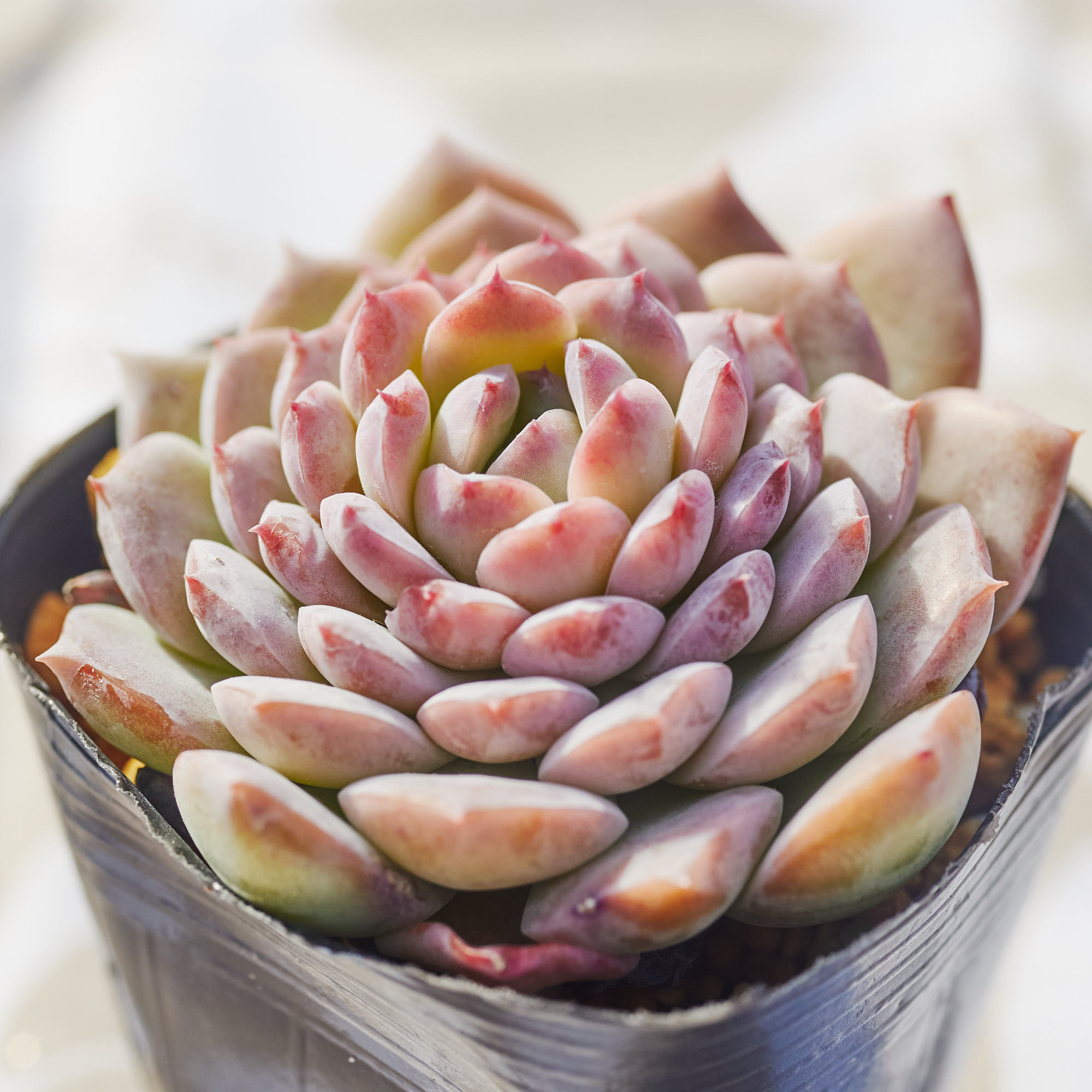 ❣️ピーチデーモン❣️現品 多肉植物 寄せ植え 多肉弁当 エケベリア