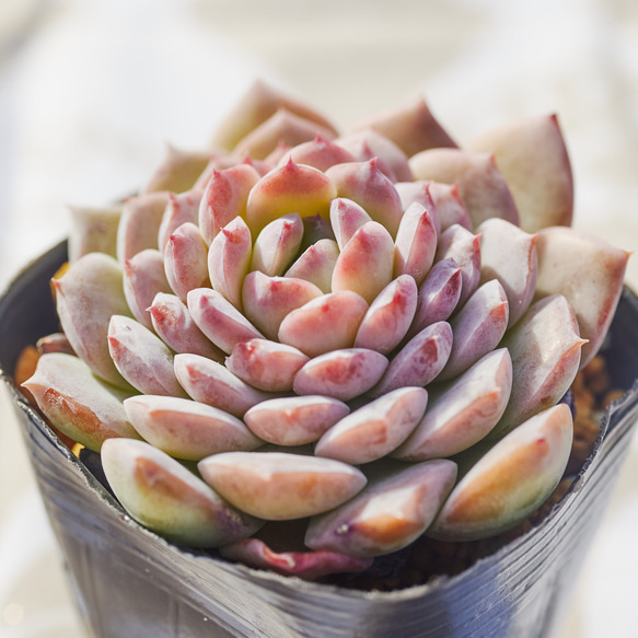 ピーチデーモン 多肉植物 エケベリア 多肉植物 Roots 通販