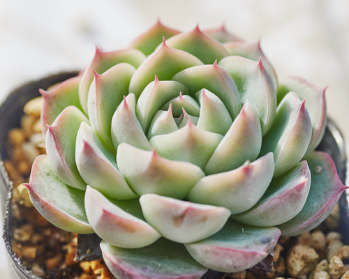 ピンククリスタルローズ 多肉植物 エケベリア 多肉植物 Roots 通販