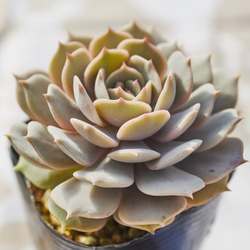 多肉☆ローラ・大株 ローラ 多肉植物 エケベリア 多肉植物 Roots 通販 18668769｜Creema