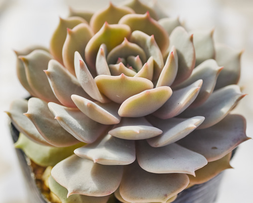 多肉☆ローラ・大株 ローラ 多肉植物 エケベリア 多肉植物 Roots 通販 18668769｜Creema