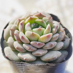 ラズアガ 多肉植物 エケベリア 多肉植物 Roots 通販 17412748