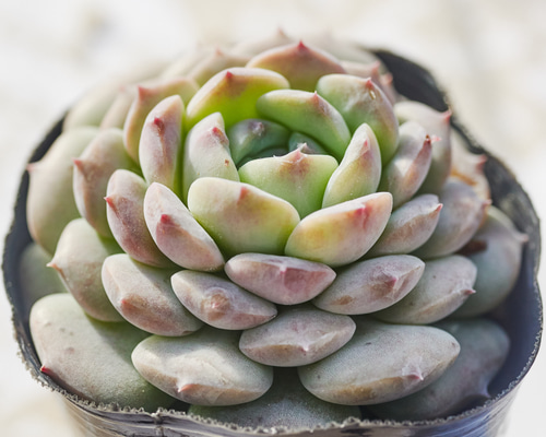 チェリー 多肉植物 ruruplant-store_taniku5767455