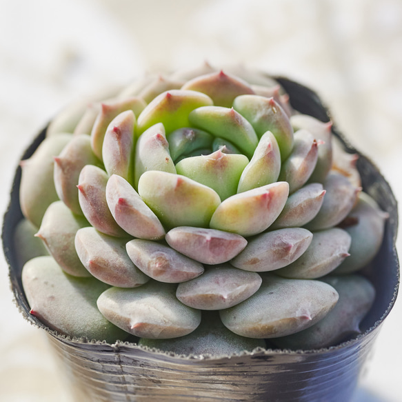 チェリー 多肉植物 【公式通販】