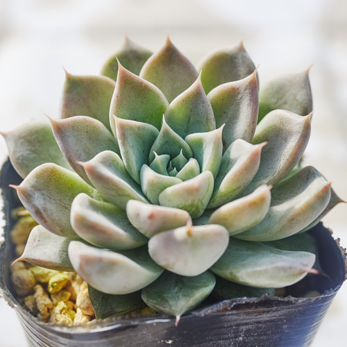 ドラゴンアーティクル 多肉植物 エケベリア 多肉植物 Roots 通販