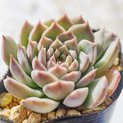 No.562 ❁ピーチデーモン❁ 現品 苗 多肉植物 寄せ植え No.562