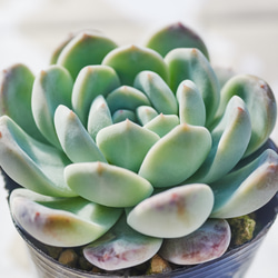 No.529 ❁エリークイーン❁ カット苗 多肉植物 寄せ植え