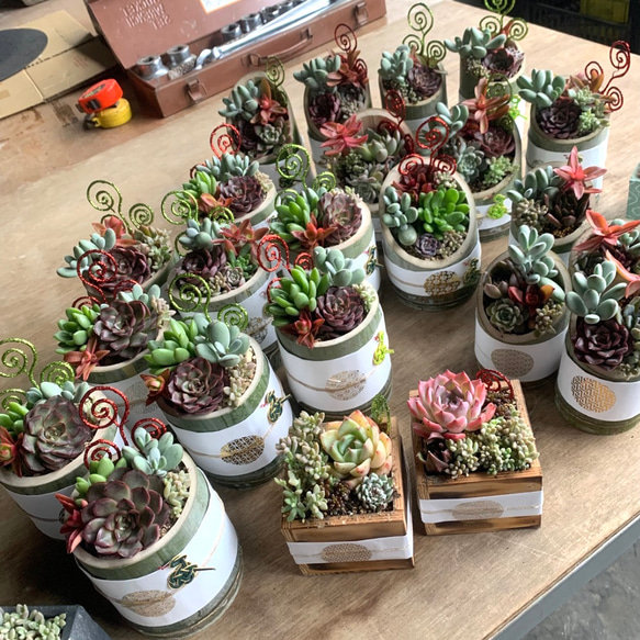 多肉 門松 竹 多肉寄せ植え 正月 正月飾り お正月 新年 寄せ植え 植物