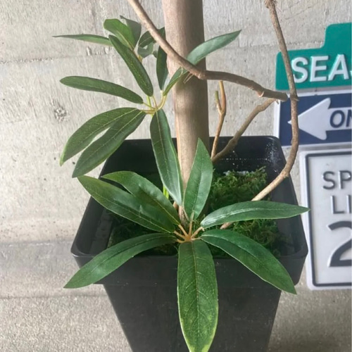 光触媒　人工観葉植物　ウォールグリーン　フェイクグリーン　シェフレア123t'P 光触媒 人工観葉植物 ウォールグリーン フェイクグリーン