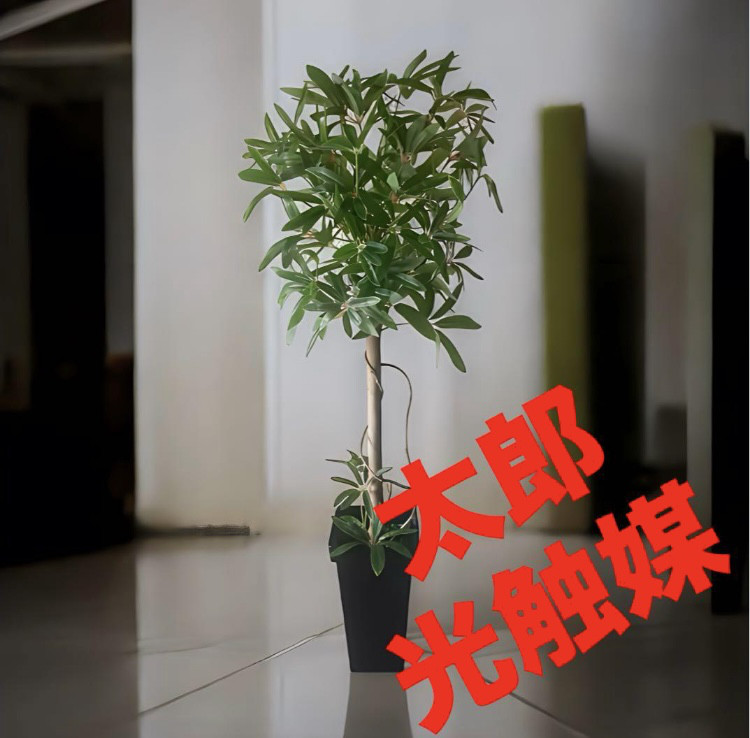 光触媒　人工観葉植物　ウォールグリーン　フェイクグリーン　シェフレア123t'P