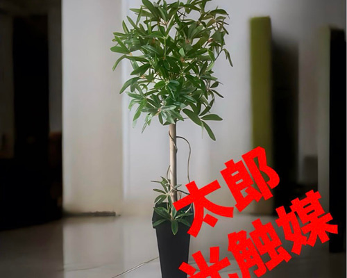 光触媒　人工観葉植物　ウォールグリーン　フェイクグリーン　シェフレア123t'P 光触媒 人工観葉植物 ウォールグリーン フェイクグリーン